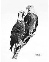 Bald Eagles